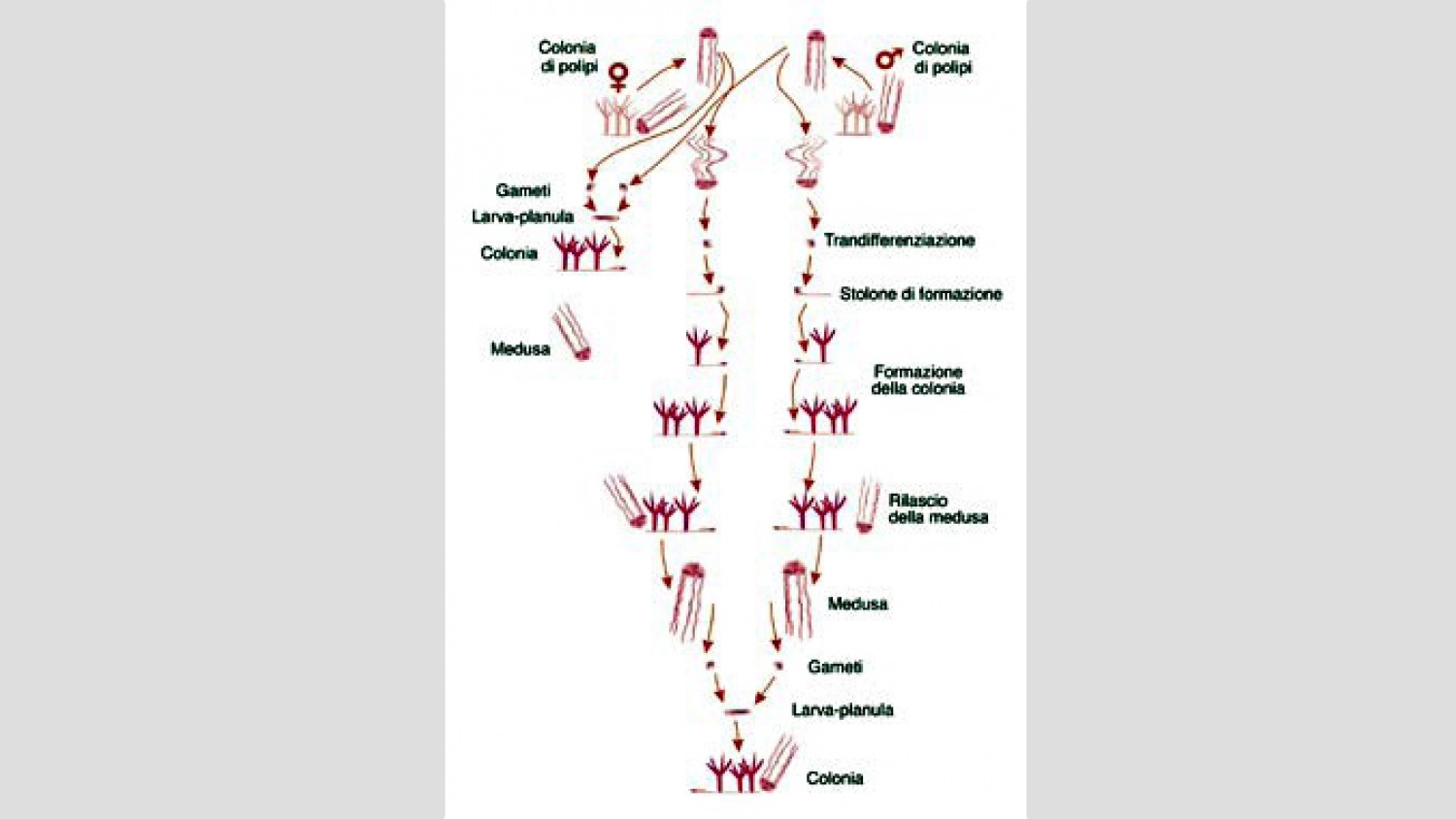 2007 - La medusa immortale