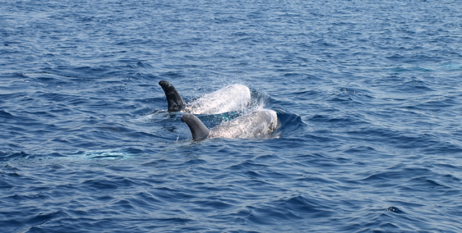 Voci sotto la superficie del mare