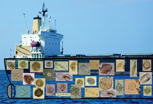 Specie aliene nei nostri mari. Vengono in pace?