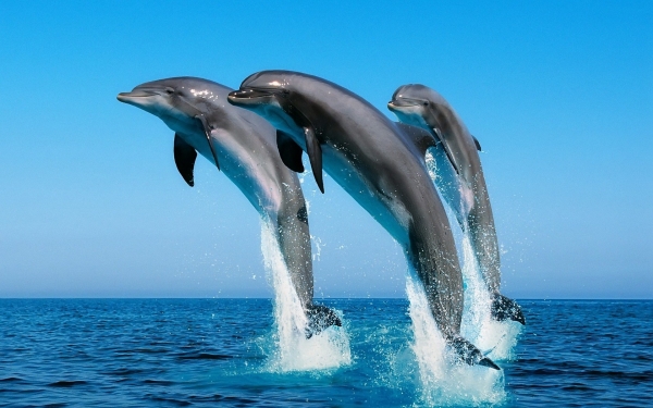 Quando i delfini saltano