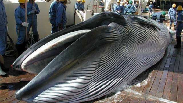 La protezione dei cetacei nel diritto internazionale