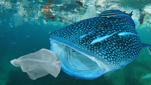 Proposte normative sulla mitigazione dell’inquinamento da plastica per la salvaguardia dell’ambiente marino