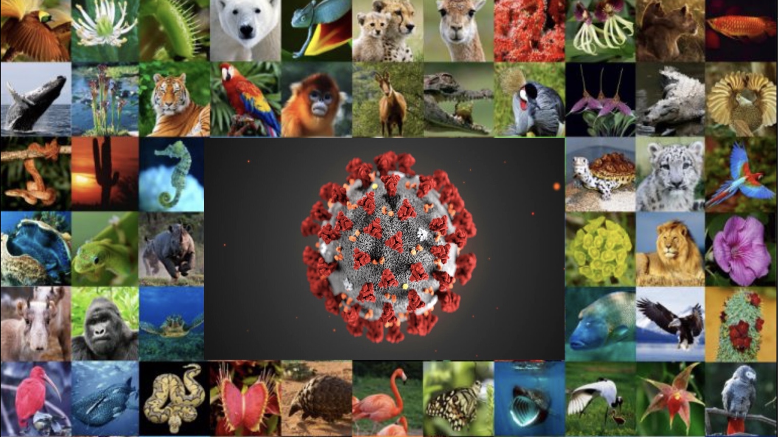 Pandemie, biodiversità, cambiamenti climatici