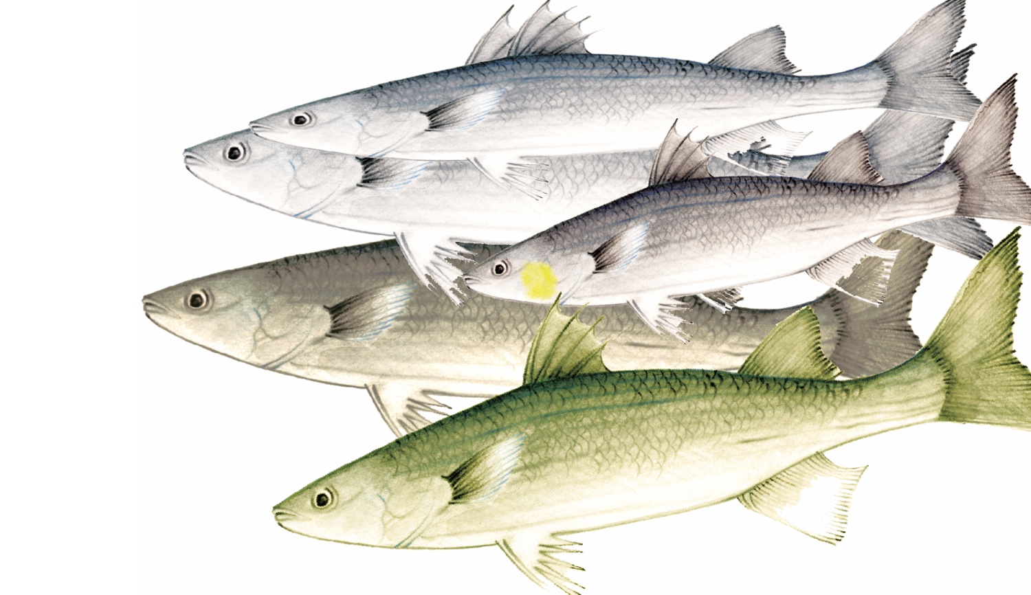 La letteratura alieutica a Taranto