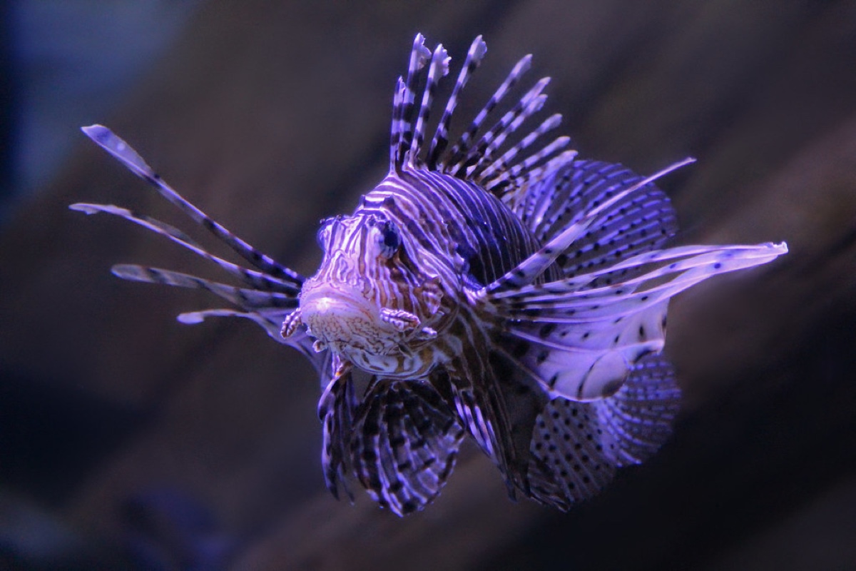 Biodiversità e specie aliene