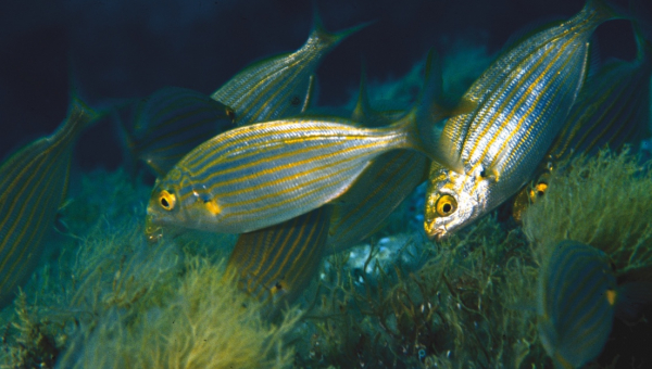 Parte il Progetto MARITA