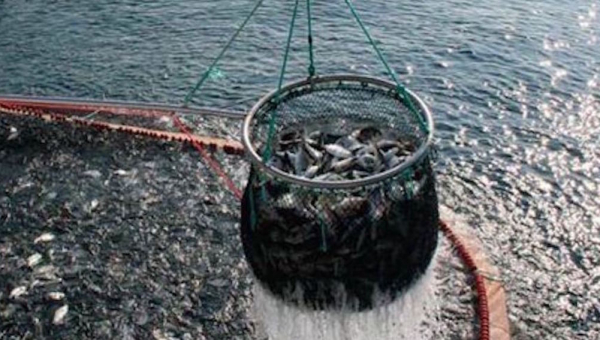 Nuovo Corso di Laurea in “Scienze delle Produzioni e delle Risorse del Mare”